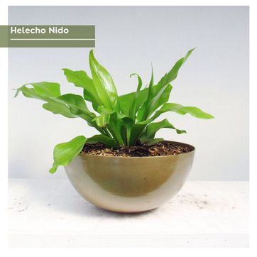 PROMO BOWL  - imagen 5