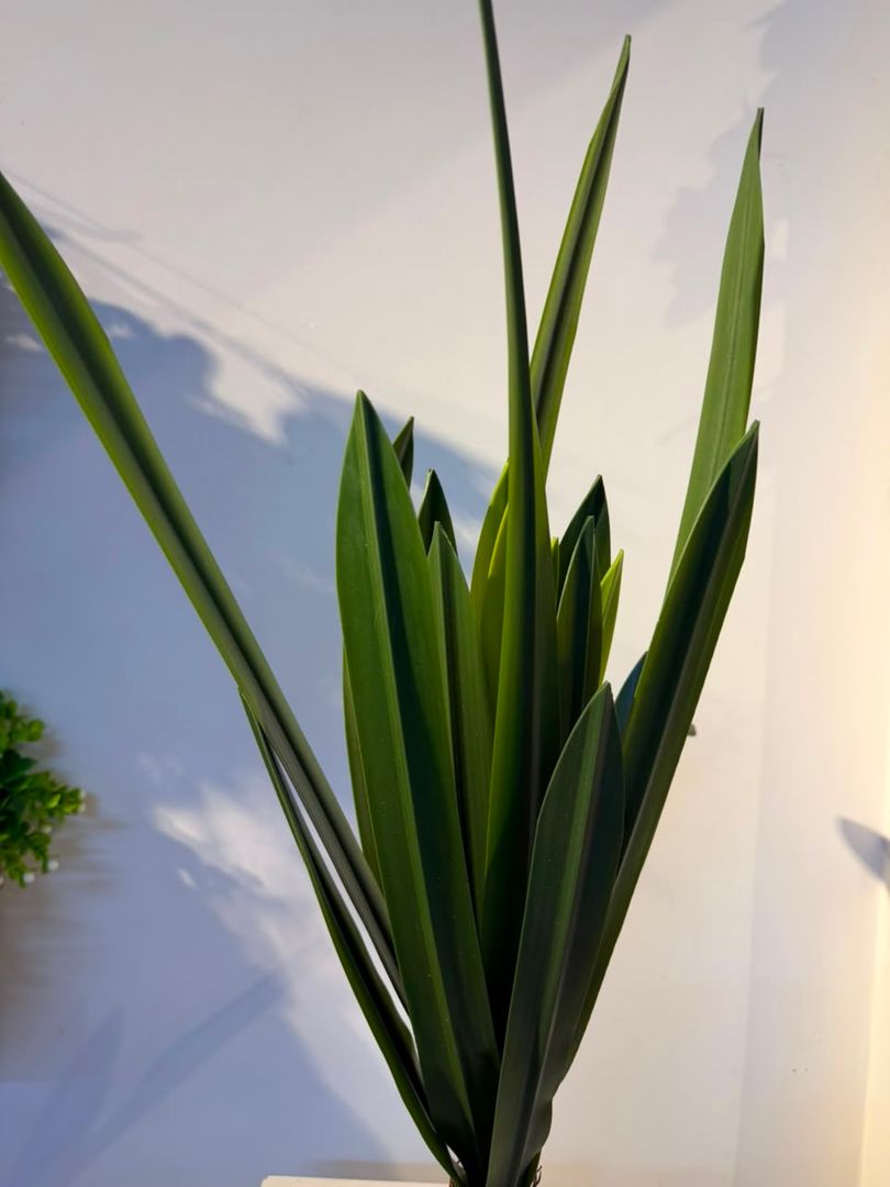 PLANTA DE HOJA ORQUIDEA GRANDE