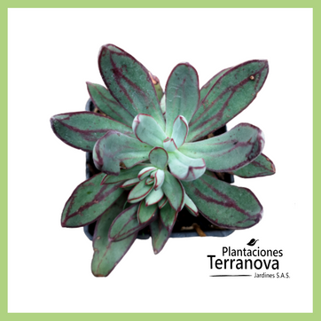 Imagen del producto ECHEVERIA NODULOSA