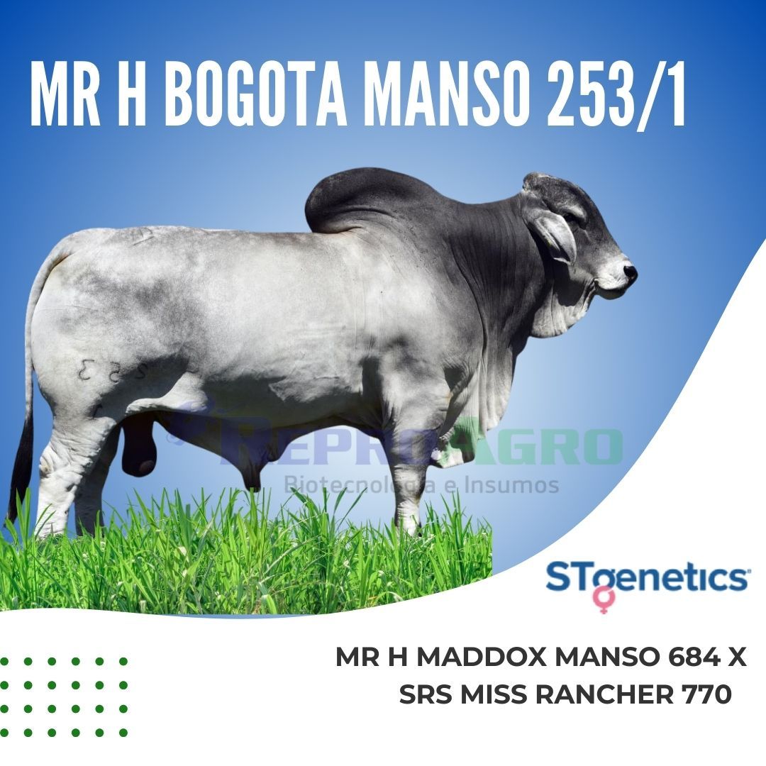 Mr H BOGOTA MANSO 253/1
