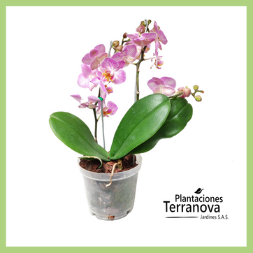 ORQUIDEA MEDIANA - imagen 1