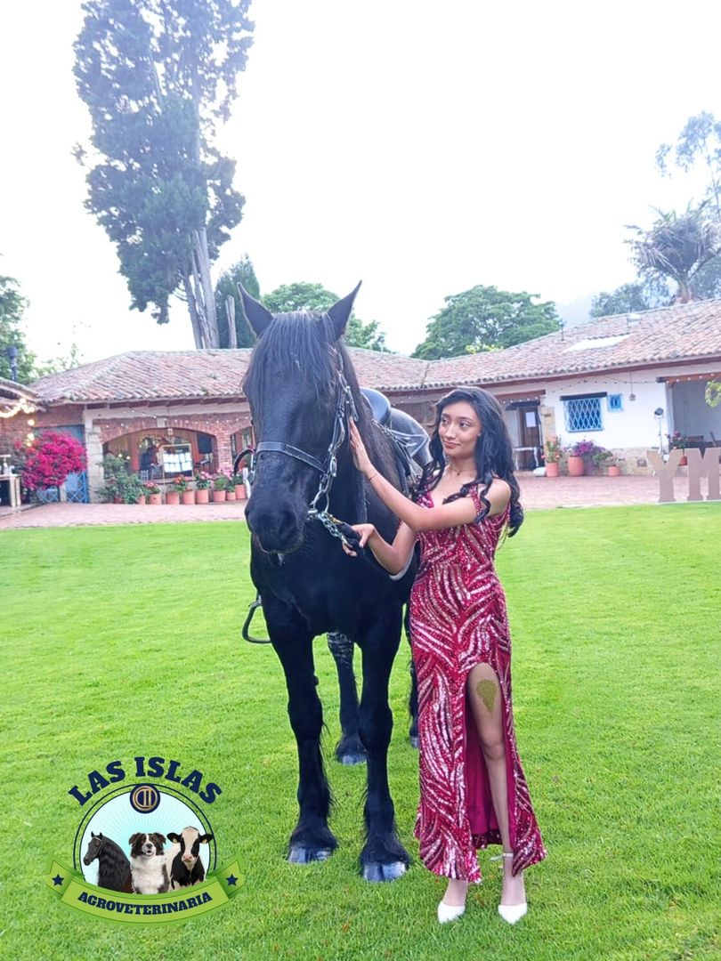 ALQUILER DE CABALLO PARA EVENTO