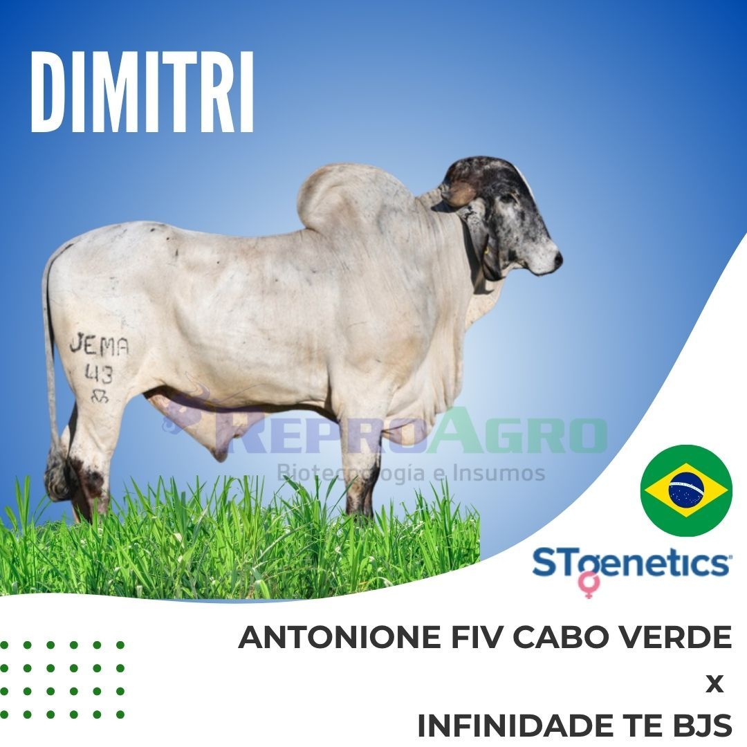 DIMITRI