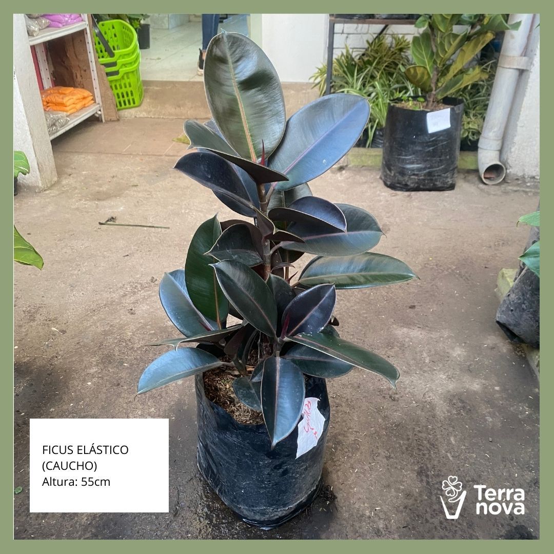 FICUS ELASTICO (CAUCHO)