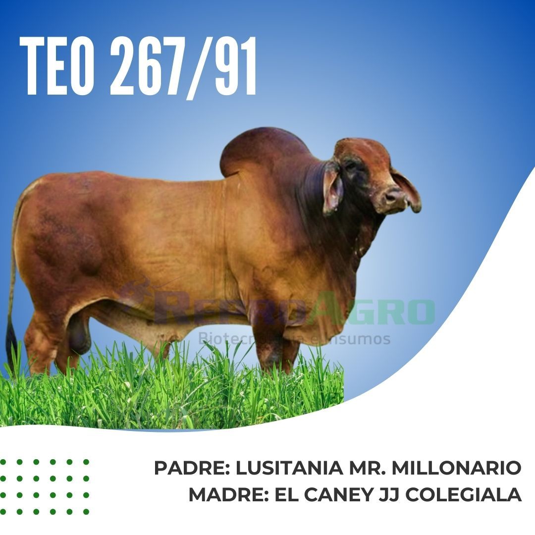 TEO