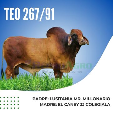 TEO - imagen 1