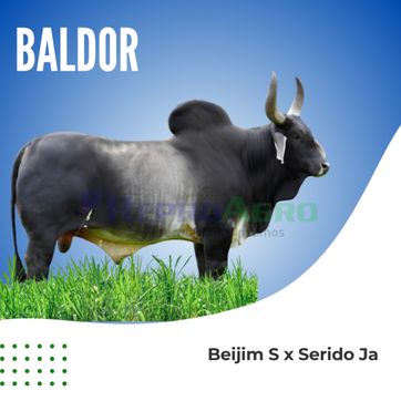 BALDOR - imagen 1