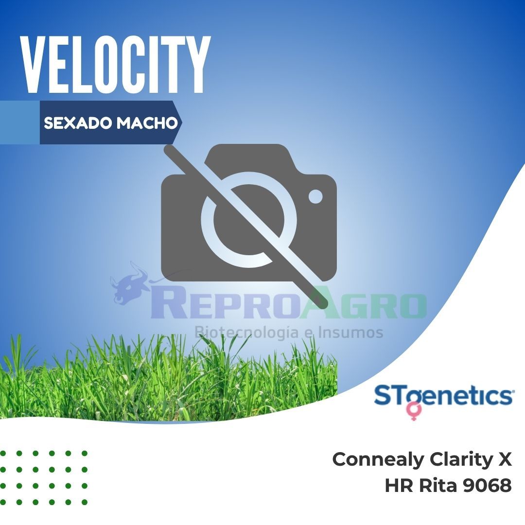 VELOCITY SEXADO MACHO
