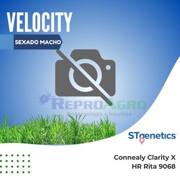 VELOCITY SEXADO MACHO - imagen 1