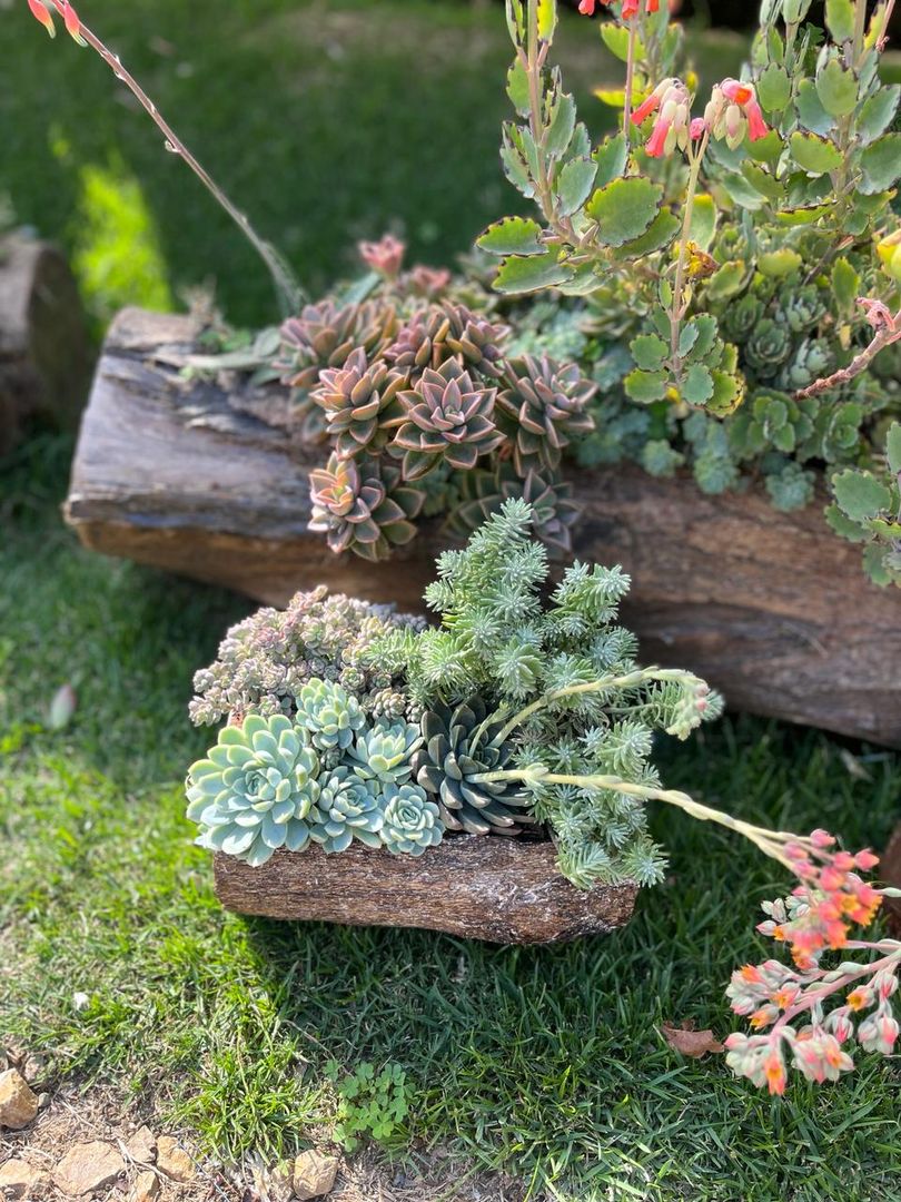 JARDINES SUCULENTAS TRONCO 
