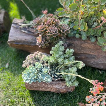 JARDINES SUCULENTAS TRONCO  - imagen 3
