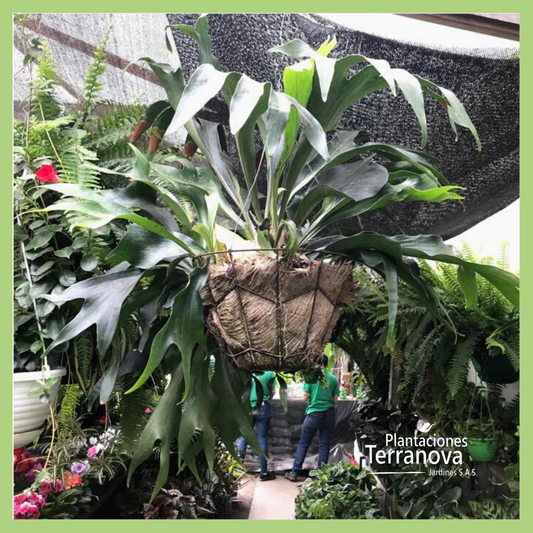 CACHO DE VENADO GRANDE (Platycerum) 