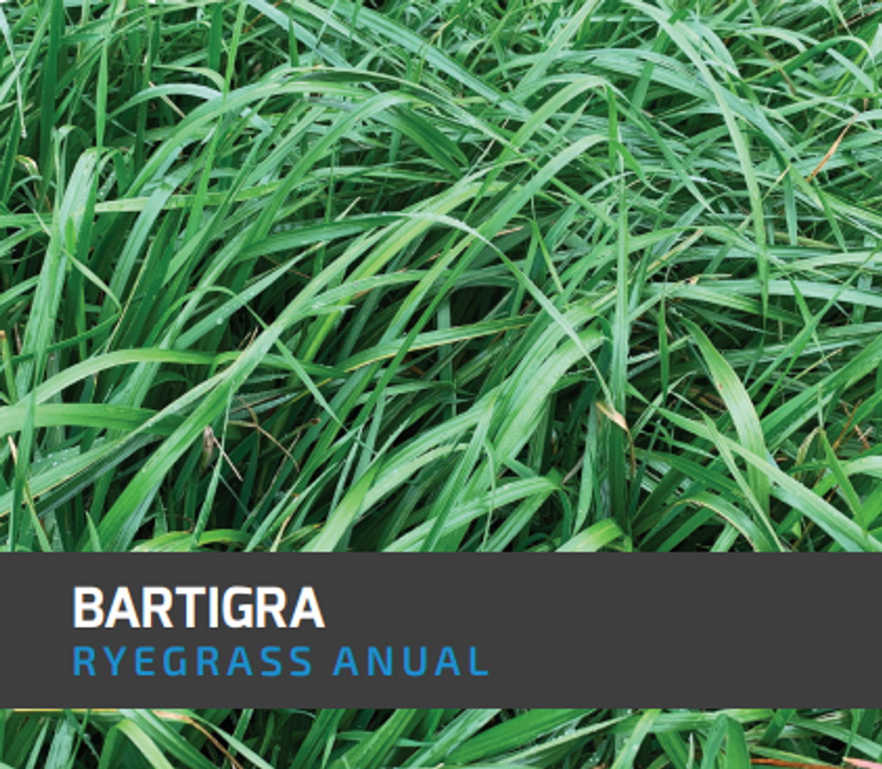 Ryegrass Bartigra (Anual tetraploide)x Kilo
