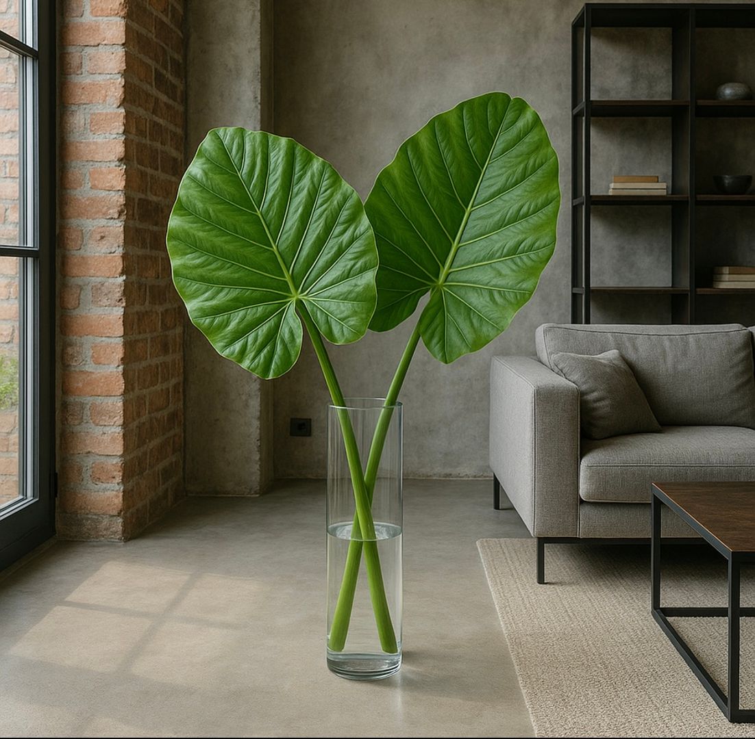 Hoja de Alocasia ( Oreja de Elefante) 