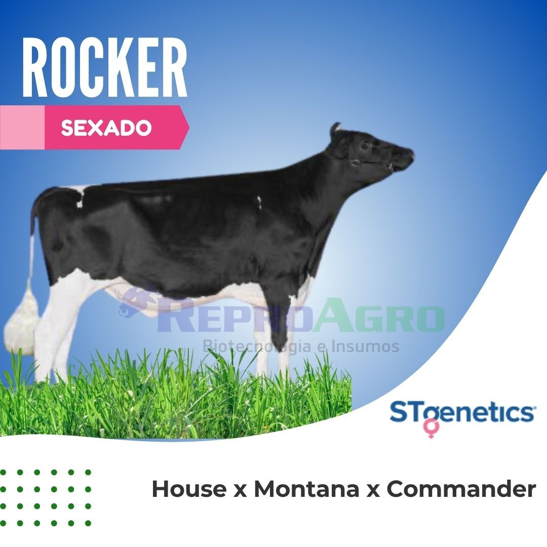ROCKER SEXADO
