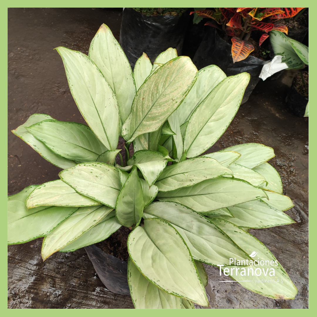 AGLONEMA BLANCA