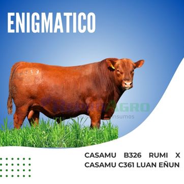 ENIGMATICO - imagen 1