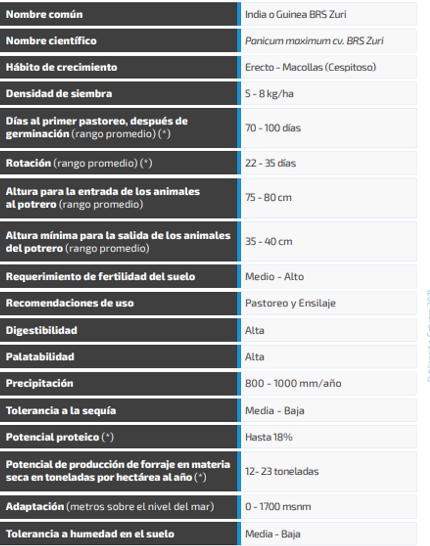 Zuri Guinea Panicum Maximum x Kilo