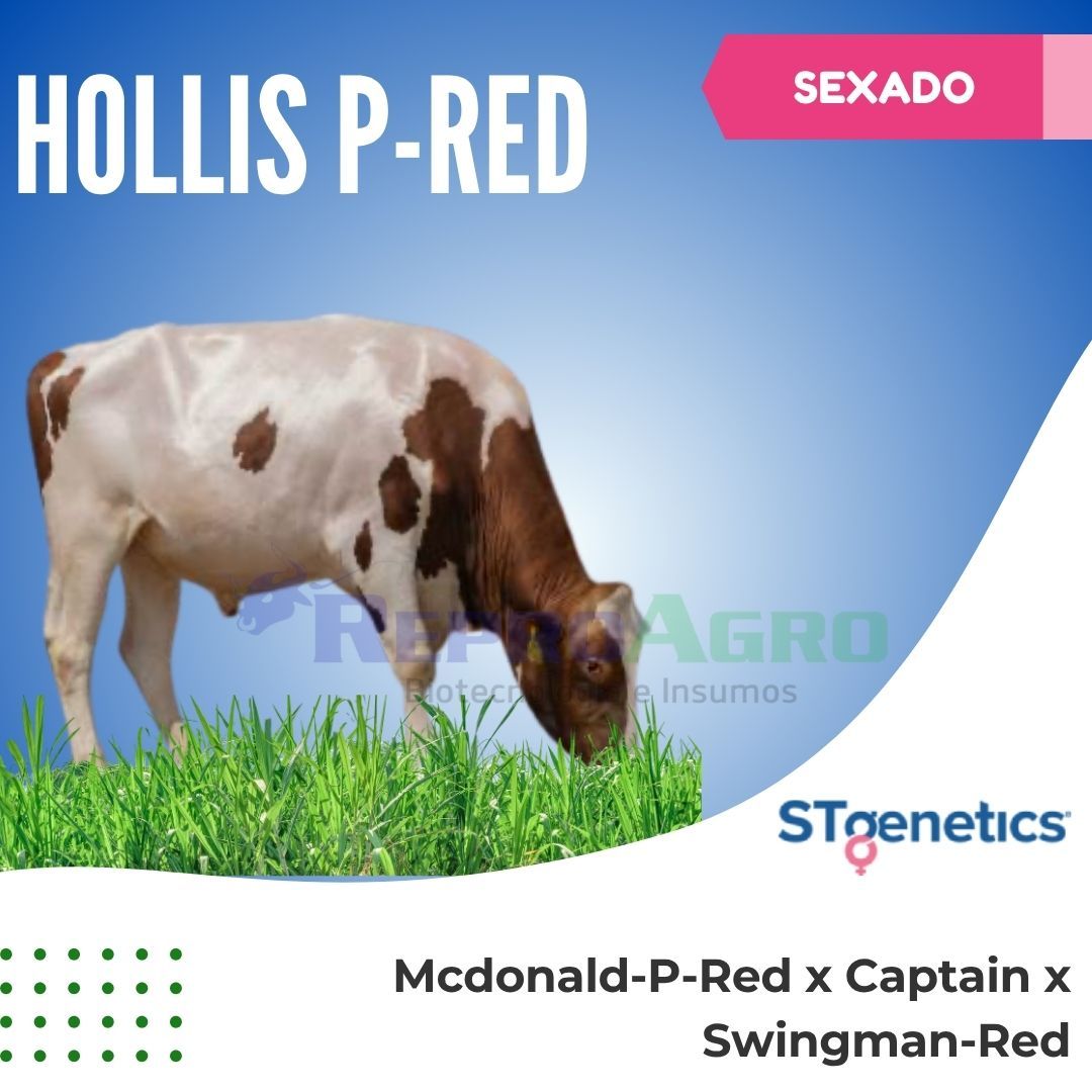HOLLIS P-RED SEXADO