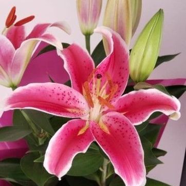 Imagen del producto Lirios