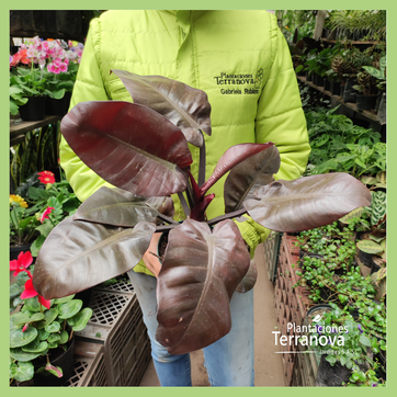 CONGO ROJO MINI - imagen 2