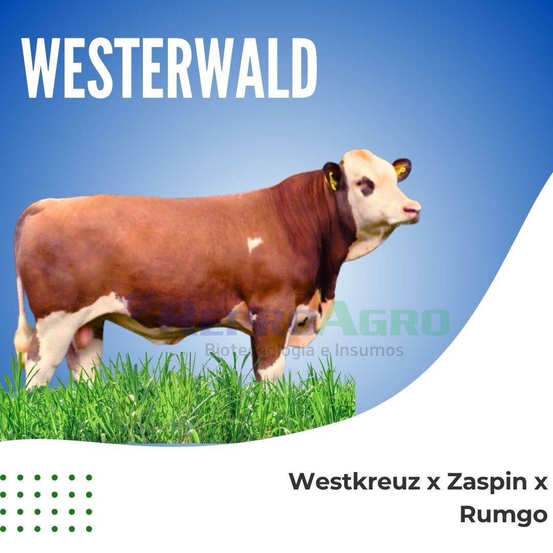 WESTERWALD