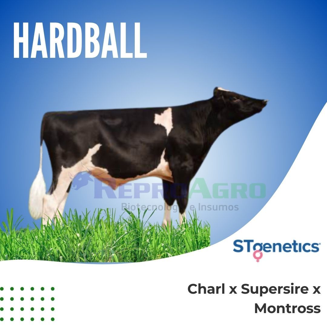 HARDBALL