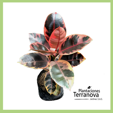 FICUS ELASTICA ROSA - imagen 1