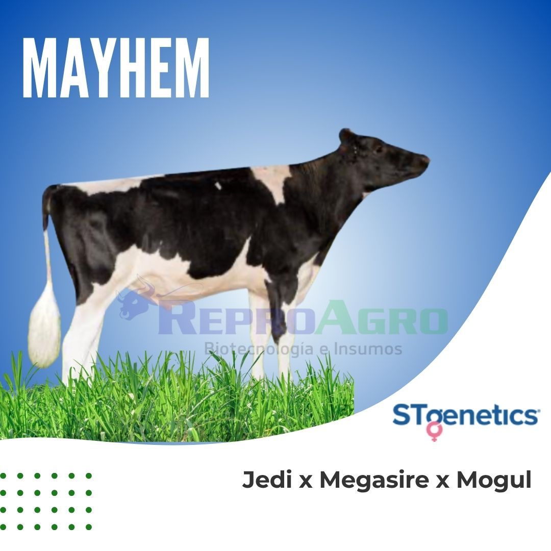 MAYHEM