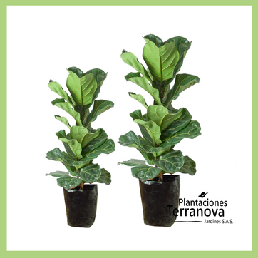 FICUS LYRATA - imagen 1