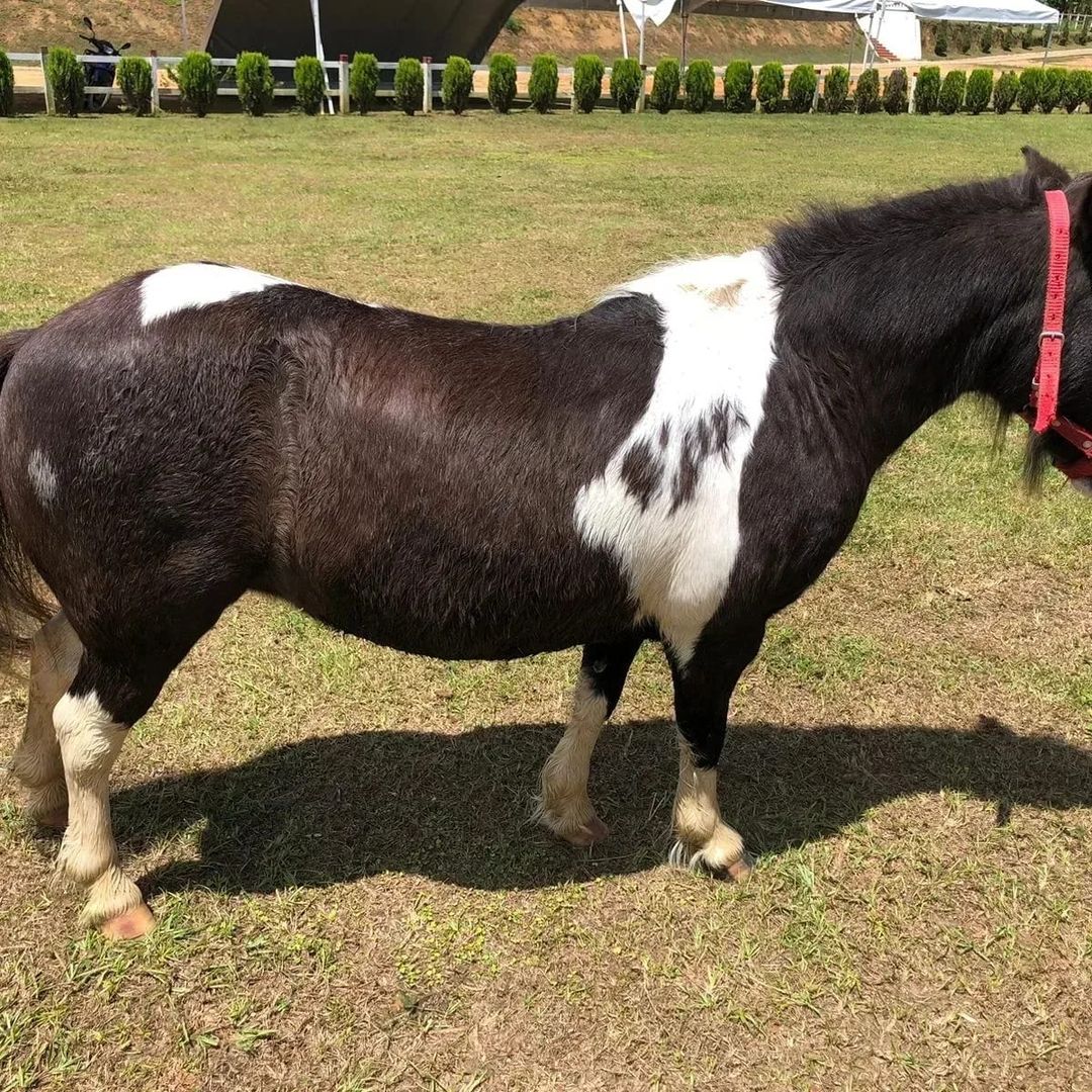 Yeguita minihorse de nombre Pimienta 