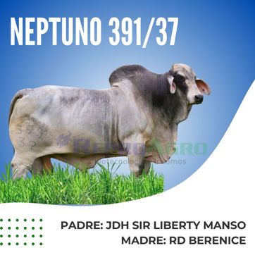 NEPTUNO - imagen 1