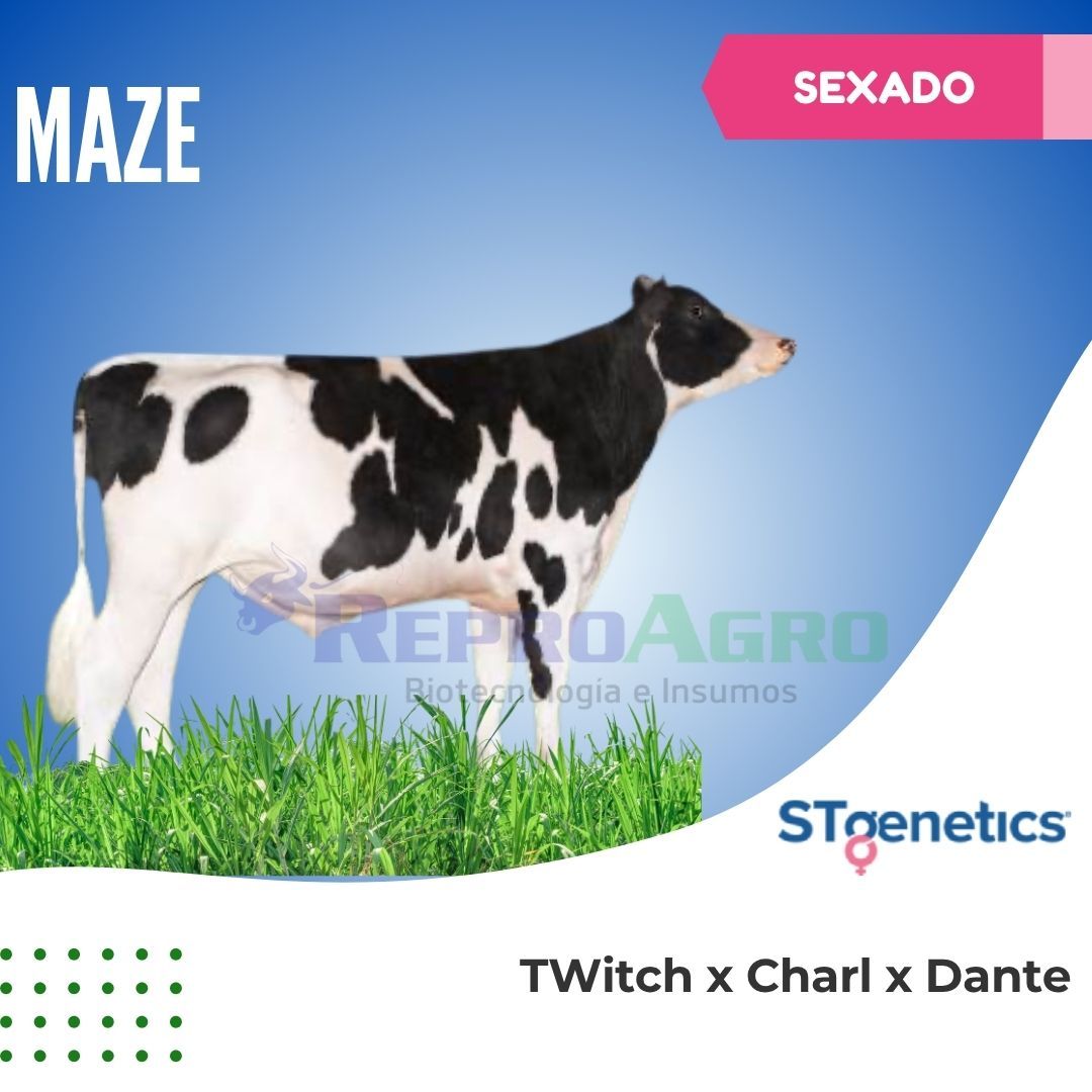 MAZE SEXADO