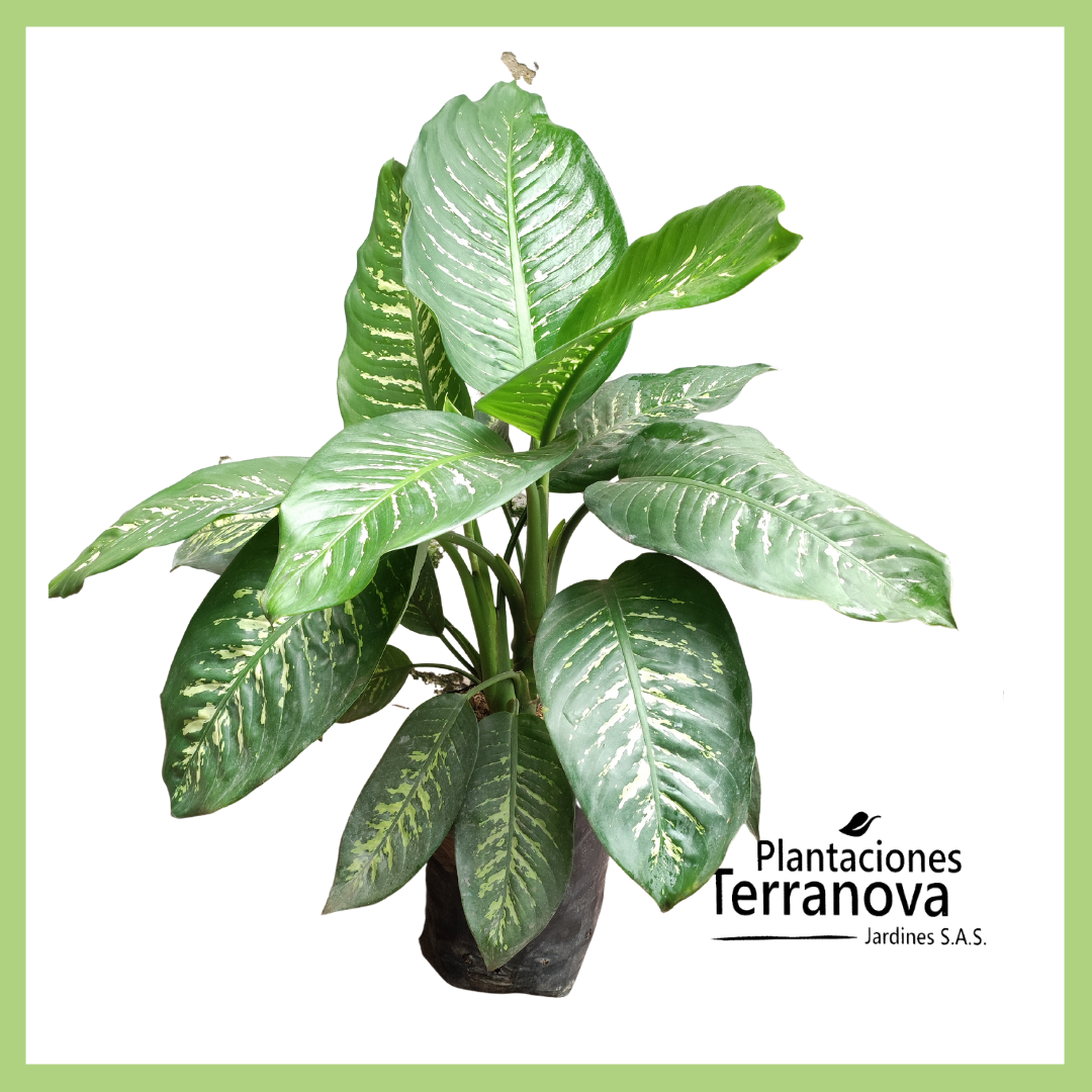 DIEFFENBACHIA
