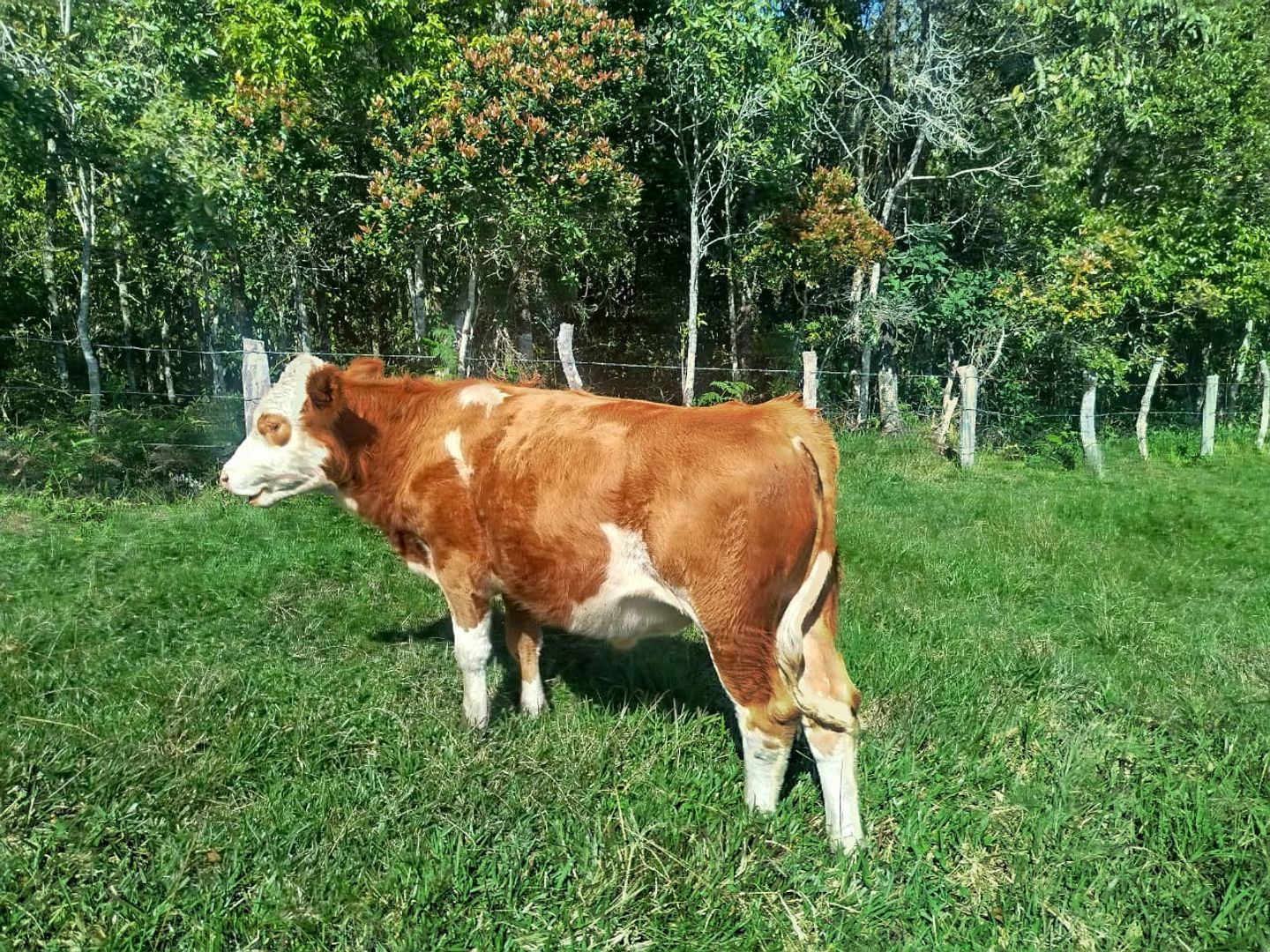 En venta torete Simmental puro Registrado aclimatado al tropico 