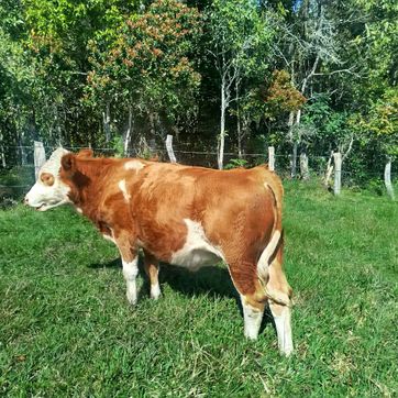 En venta torete Simmental puro Registrado aclimatado al tropico  - imagen 1