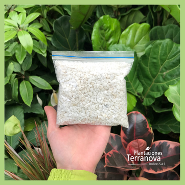 GRAVILLA PEQUEÑA - imagen 2