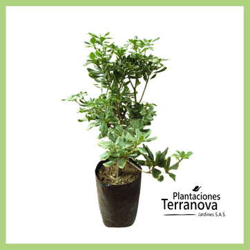 PITOSPORUM - imagen 1