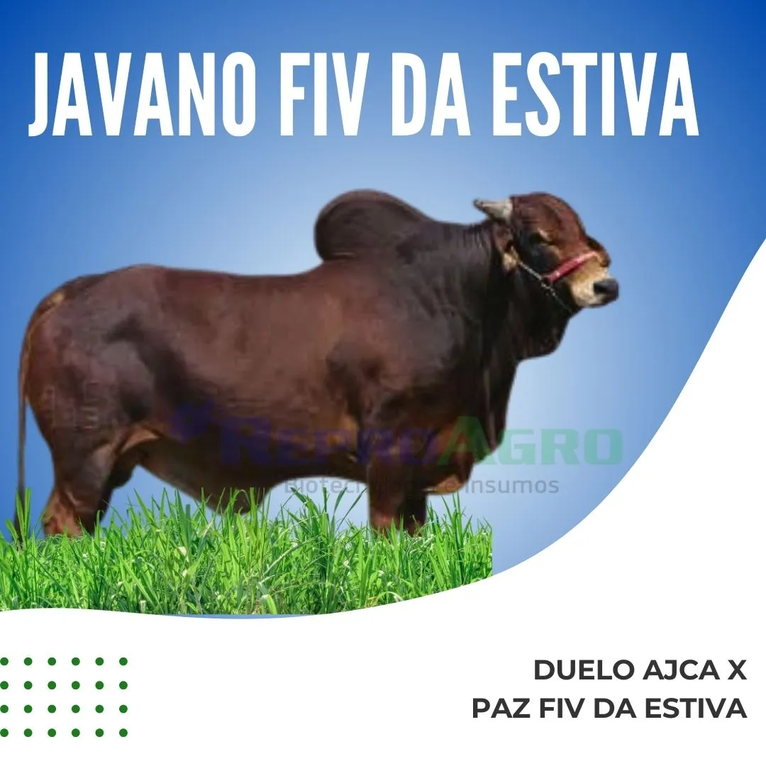 JAVANO