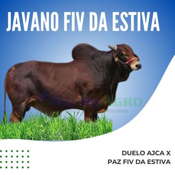 JAVANO - imagen 1