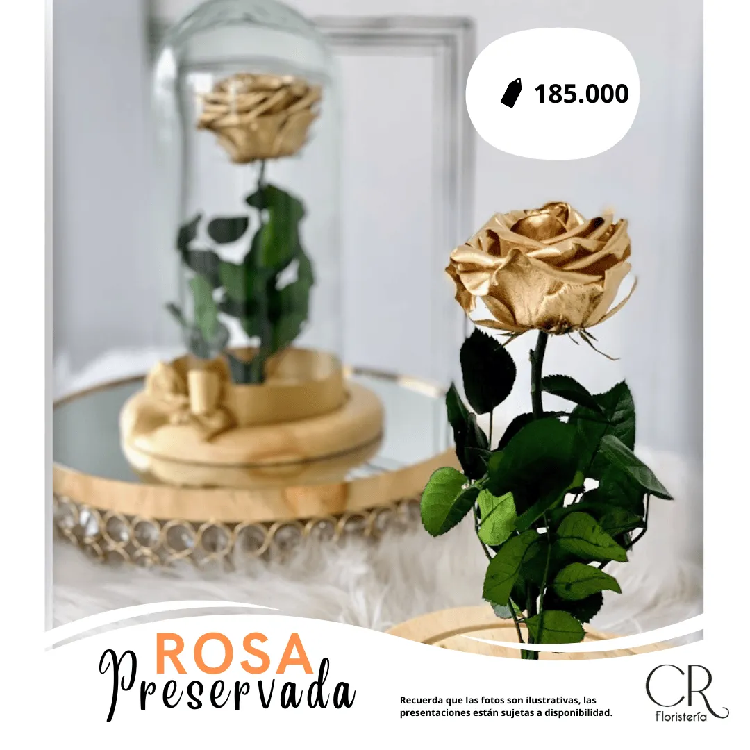 Rosa Preservada
