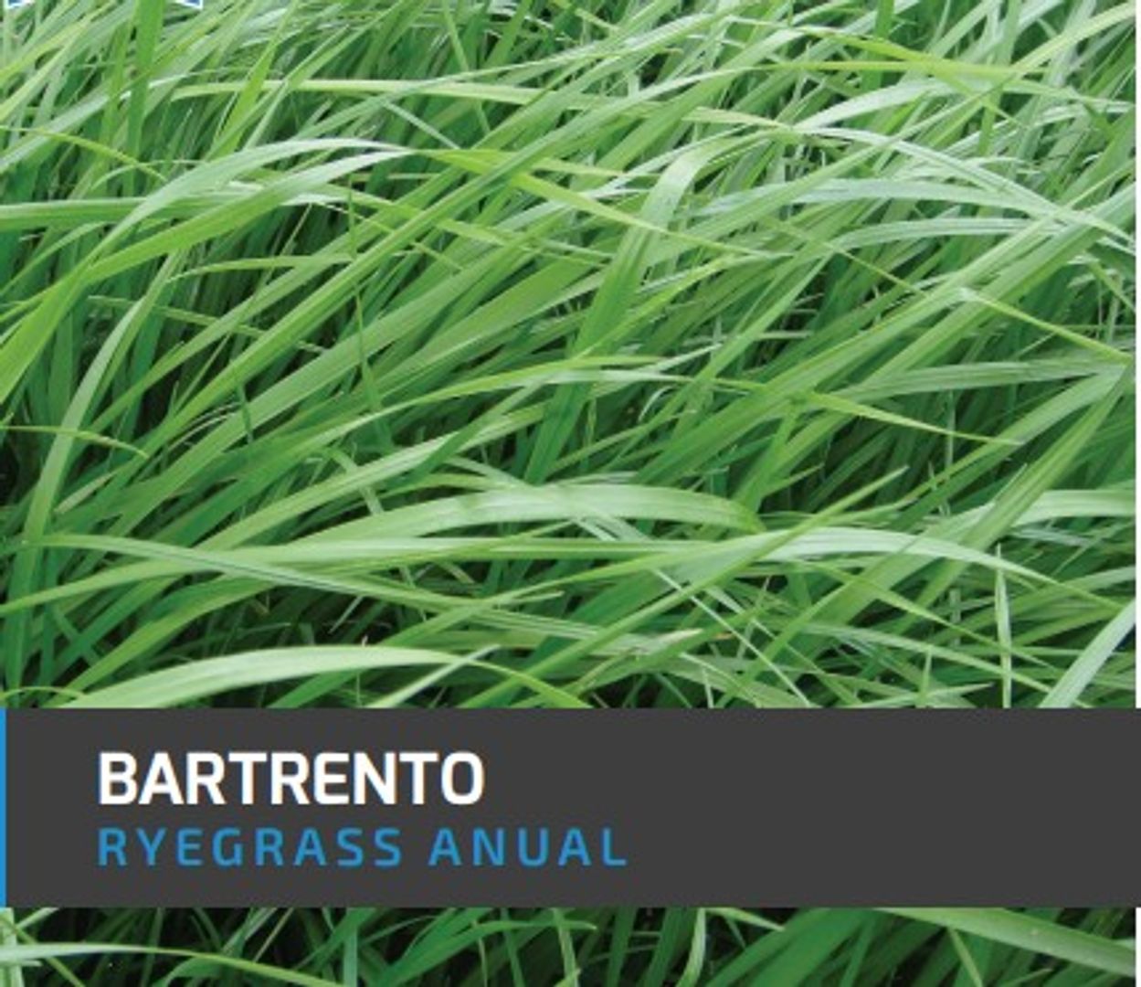 Ryegrass Bartrento (Anual tetraploide) x Kilo