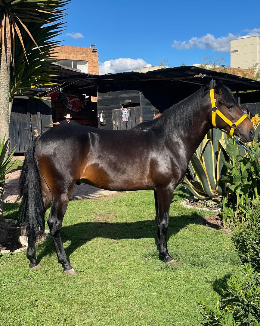 VENTA POTRO PASO FINO