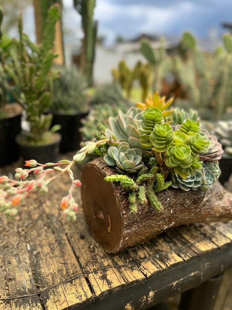 JARDINES SUCULENTAS TRONCO 
