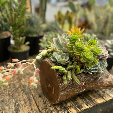JARDINES SUCULENTAS TRONCO  - imagen 7