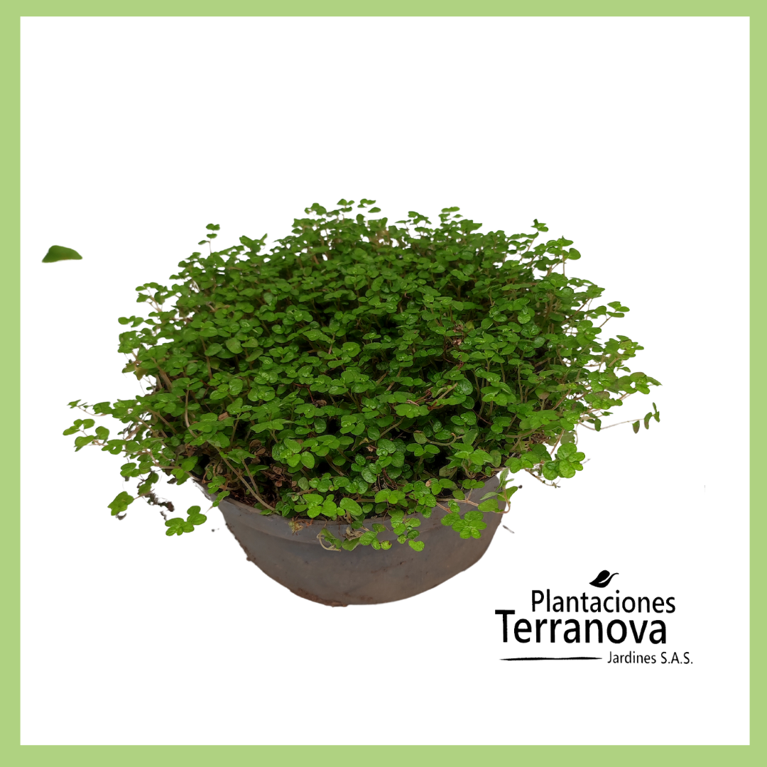 PASTO LAGRIMA DE BEBÉ