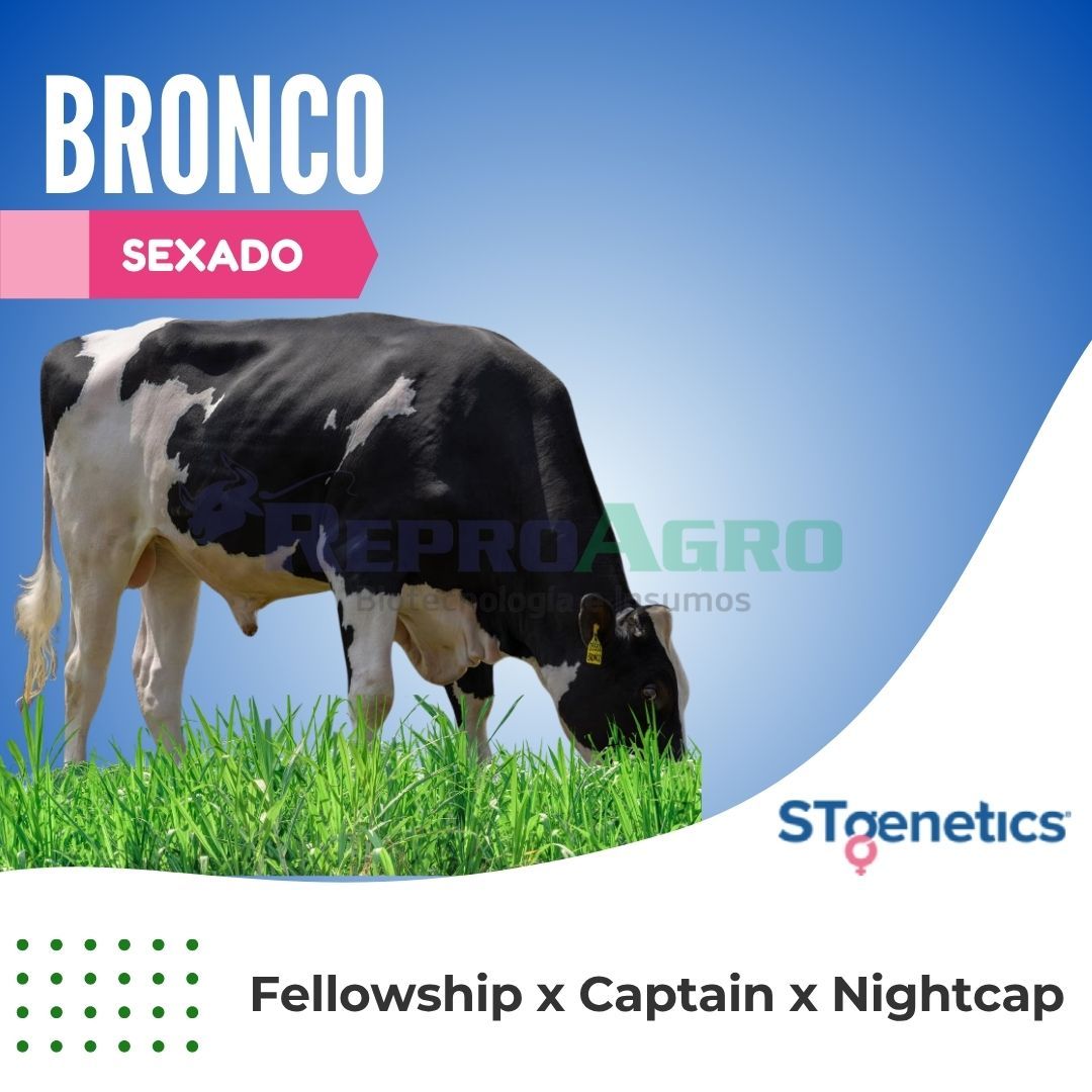 BRONCO SEXADO