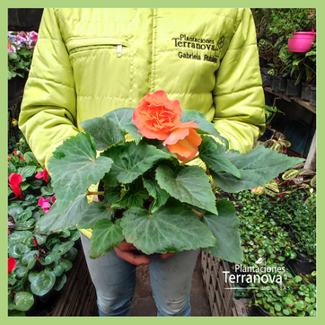 BEGONIA FLOR - imagen 2