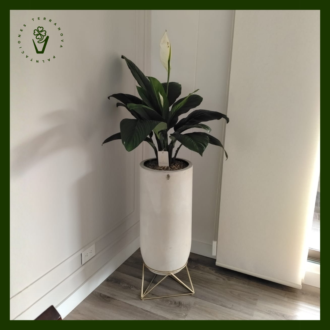 COMBO ANTURIO SENSACIÓN