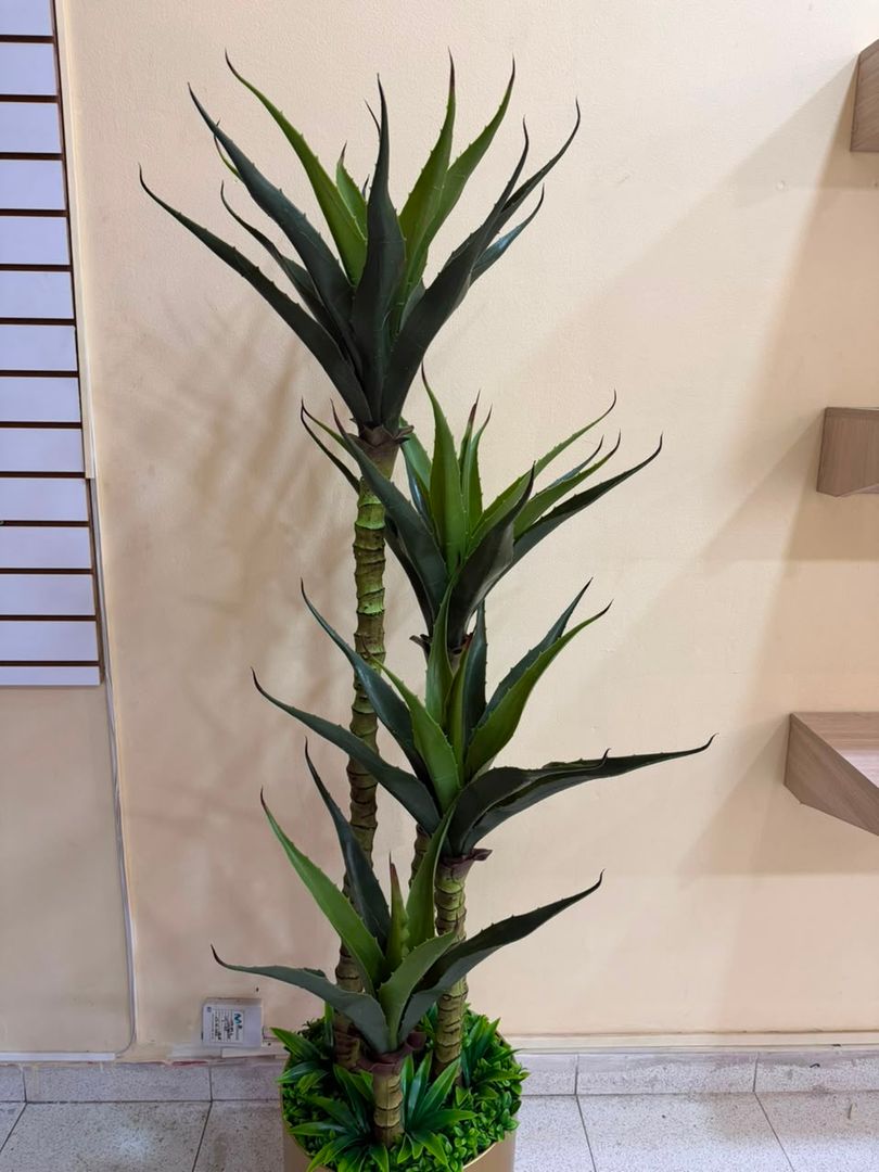 PLANTA TIPO ALEO VERA X 4 TALLOS